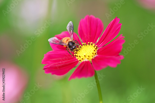 Red mexican aster or cosmos flowers witn  bee drinking nectar  in nature garden outdoor blurred green background