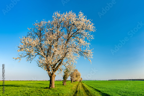 Spring Landscape with Cherry Trees in Full Bloom along Farm Track through Green Fields under Blue Sky
