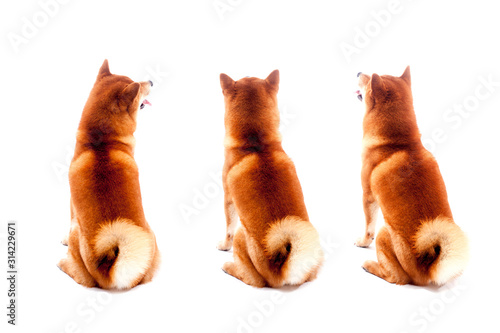Siba inu. Red dog sits on a white background. Japanese dog smiling