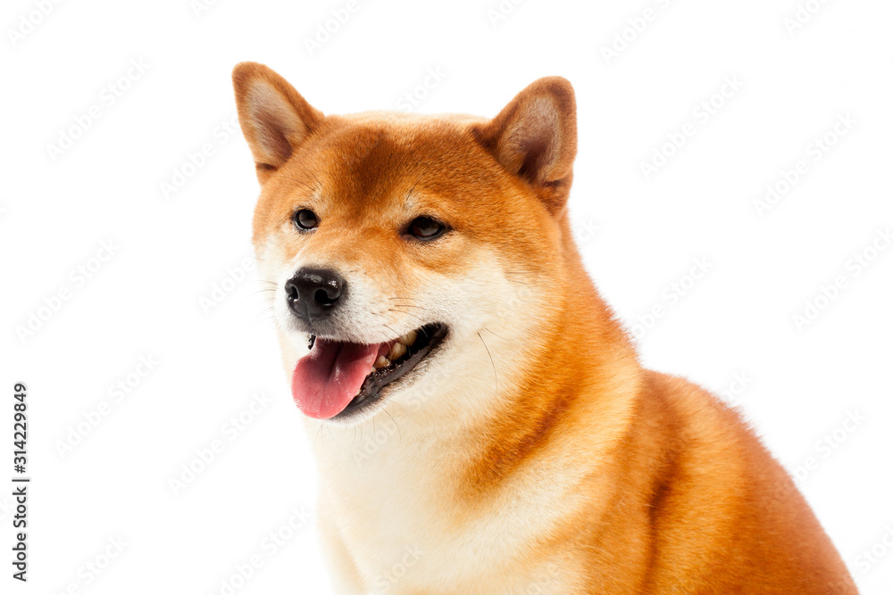 Siba inu. Red dog sits on a white background. Japanese dog smiling