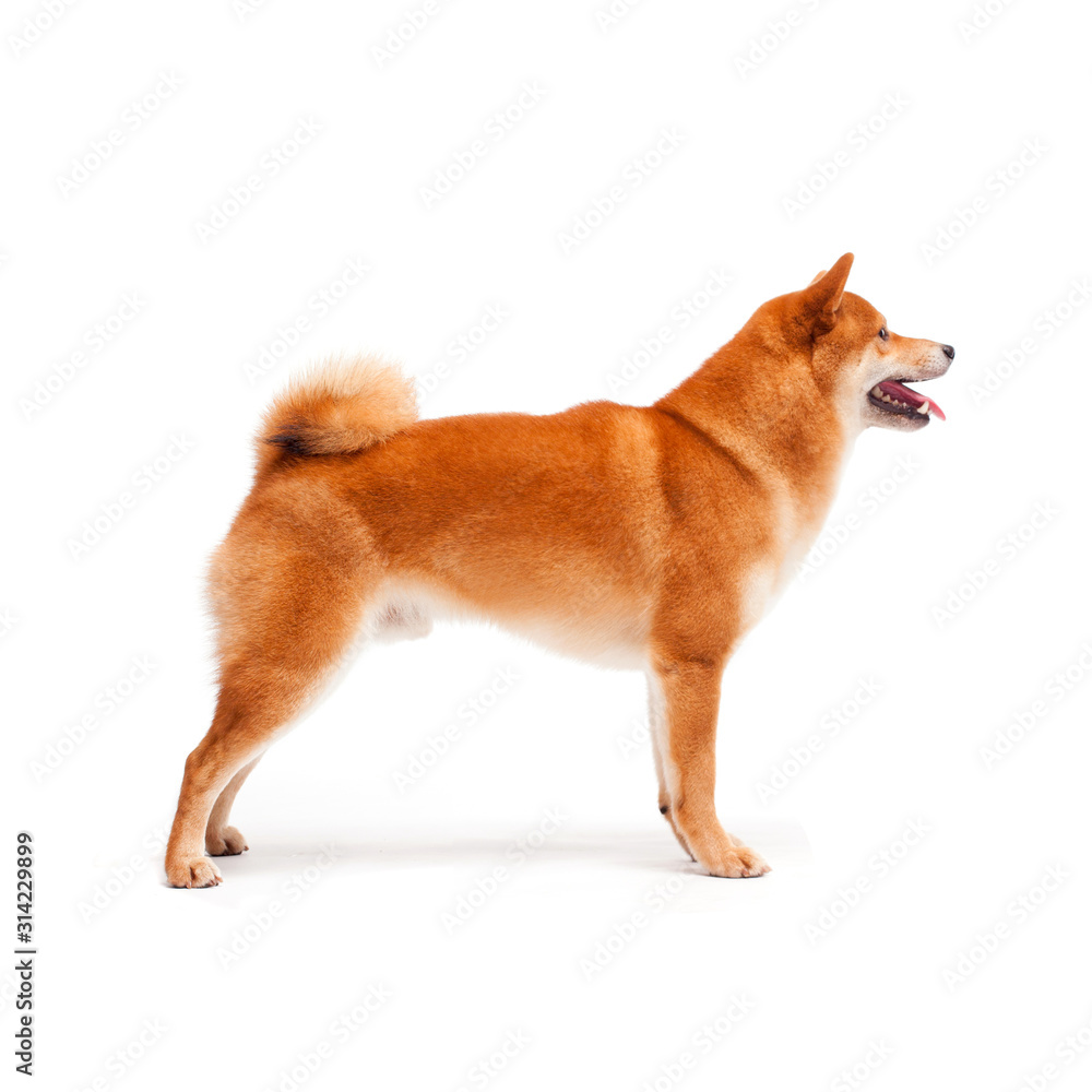 Siba inu. Red dog sits on a white background. Japanese dog smiling Siba inu. Red dog sits on a white background. Japanese dog smiling