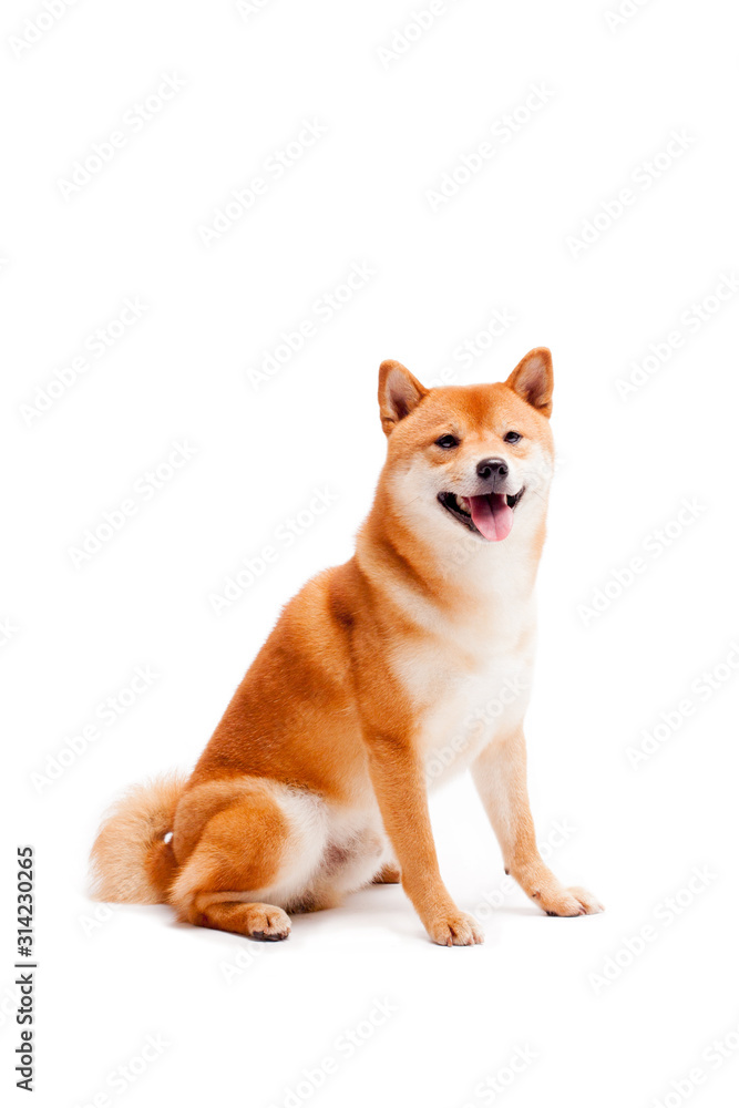 Siba inu. Red dog sits on a white background. Japanese dog smiling