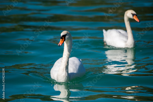 swans on the lake