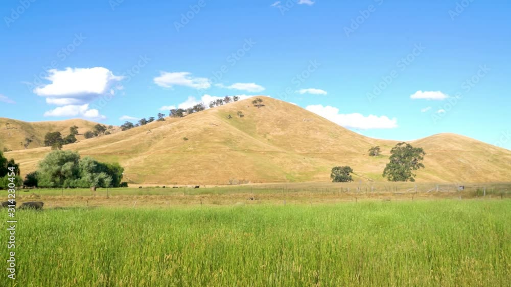 landscape with green field and blue sky with a group of black cow in the farm landscape with green field and blue sky with a group of black cow in the farm
