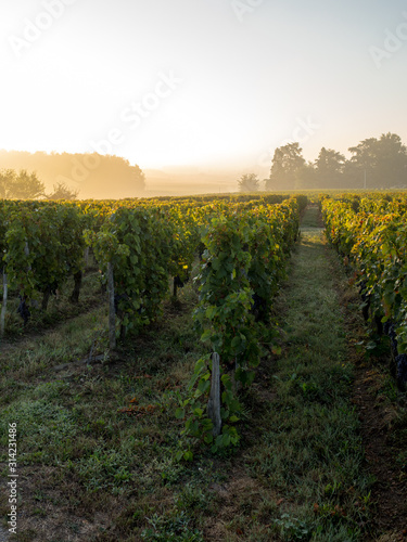 Print op canvas Morning light in the vineyards of Saint Georges de Montagne near Saint Emilion,