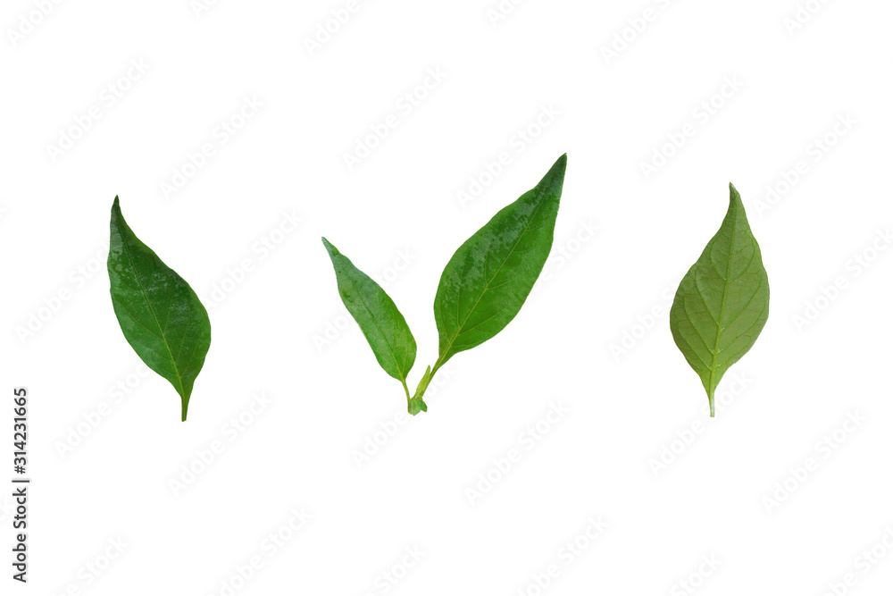 Fototapeta premium Bell pepper leaves, take clips for each item on a white background