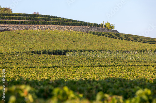 Ripe red Merlot grapes on rows of vines in a vienyard before the wine harvest in Saint Emilion region. France