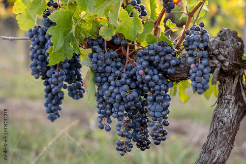 Fototapet Close up of red merlot grapes in vineyard