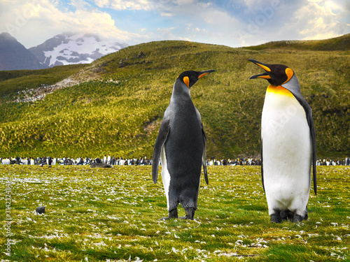 King penguins (Aptenodytes patagonicus) on South Georgia Island.