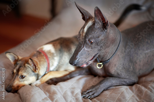 Two dogs on owner bed, rare breed of xoloitzcuintle, or mexican hairless one, and little stray dog. Spoiled pets friends together. Indoors, selective focus, copy space. photo