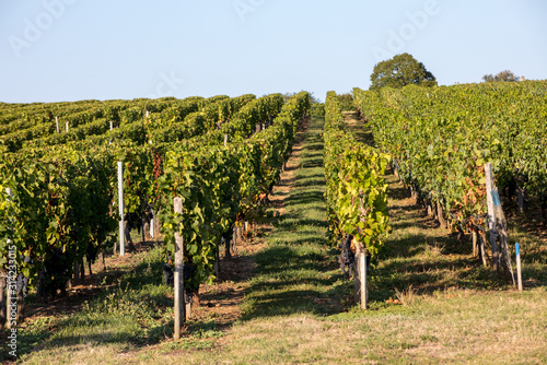 Ripe red  grapes on rows of vines in a vienyard before the wine harvest in Saint Emilion region. France photo