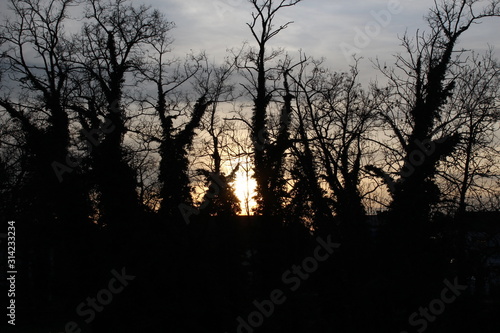 Sonnenuntergang im Winter im Wald