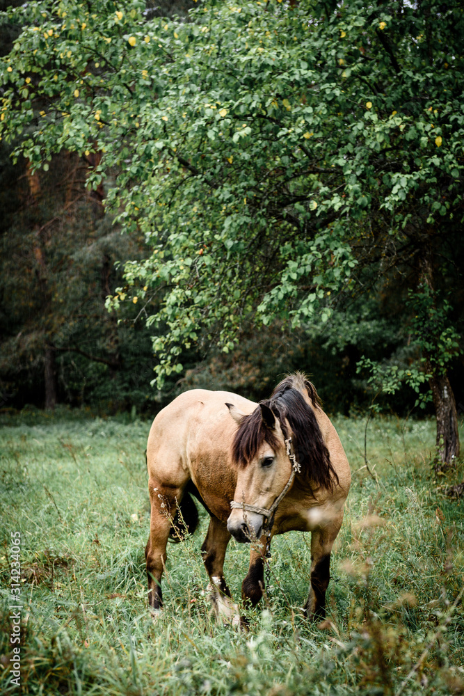 Fototapeta premium Chestnut horse standing in the field in spring. Animal portrait.