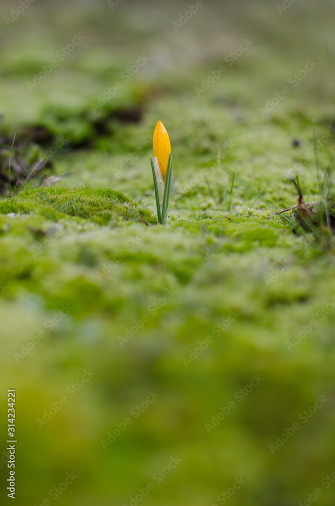 Blooming crocus flower growing on the green grass, the first sign of spring. Seasonal spring background. Blooming crocus flower growing on the green grass, the first sign of spring. Seasonal spring background.