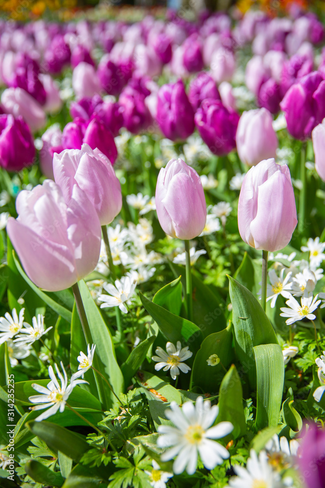 Tulip fields bloom in spring Tulip fields bloom in spring