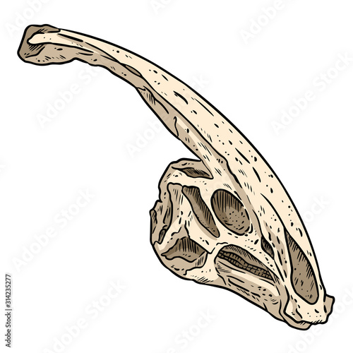 Parasaurolophus fossilized skull hand drawn sketch image. Duck billed Hadrosaurids dinosaur reptile dinosaur fossil illustration