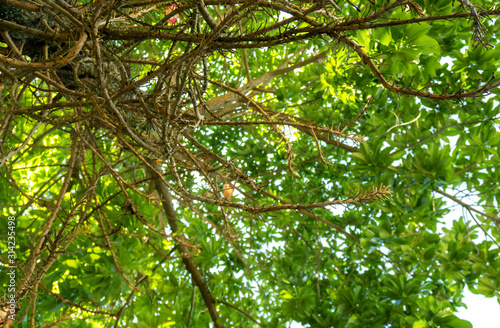 The branches of the tree stem that extends out to pattern on background in daytime, idea copy space