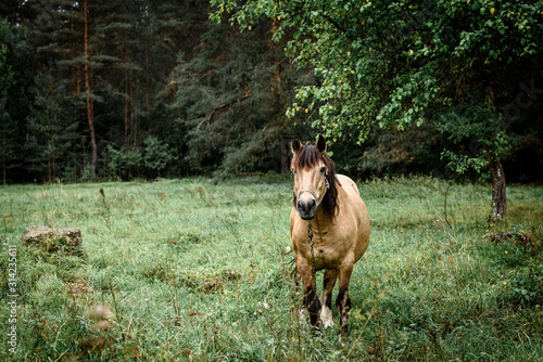 Chestnut horse standing in the field in spring. Animal portrait.