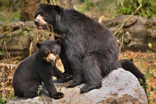 Very rare and shy andean bear in nature habitat. Unique photo of  andean or spectacled bears. Tremarctos ornatus. photo