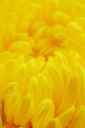 abstract macro yellow flowers background © samurai