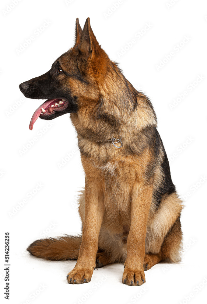 Portrait of a german shepherd dog isolated on white background