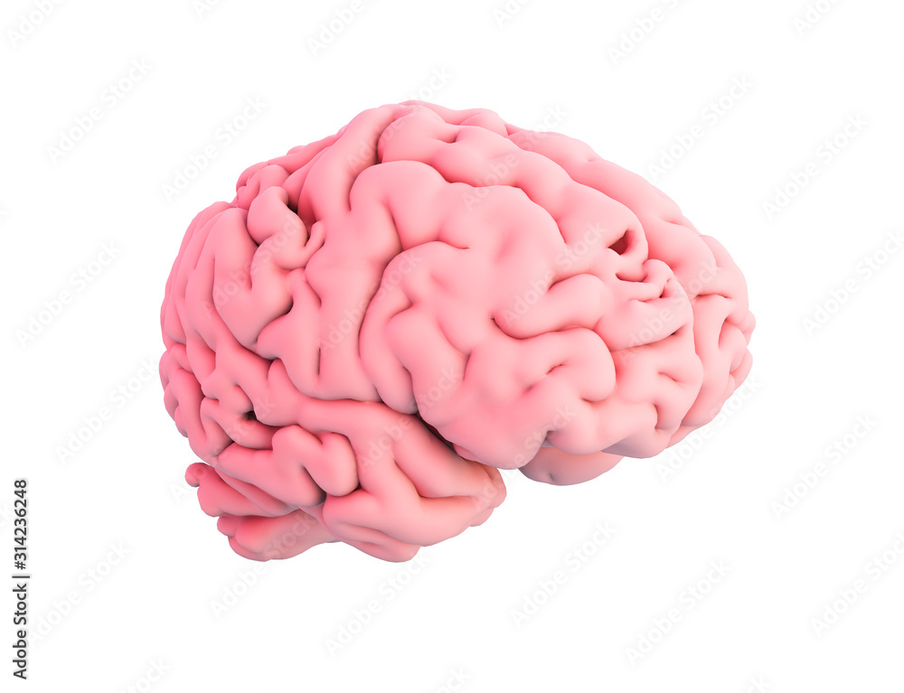 human brain isolated human brain isolated