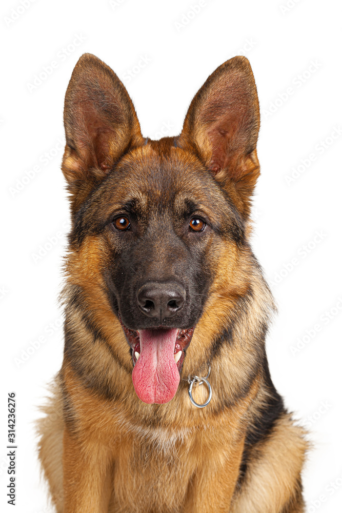 Portrait of a german shepherd dog isolated on white background Portrait of a german shepherd dog isolated on white background