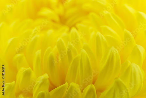 Blur yellow flowers background