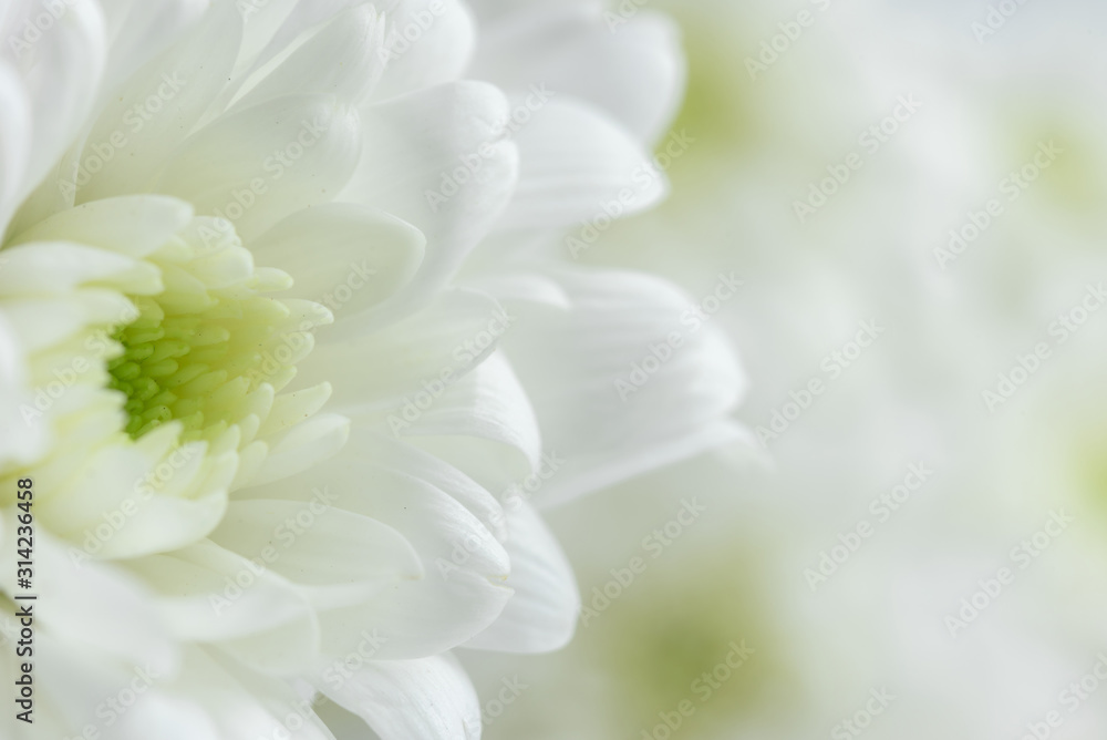 white flower background white flower background