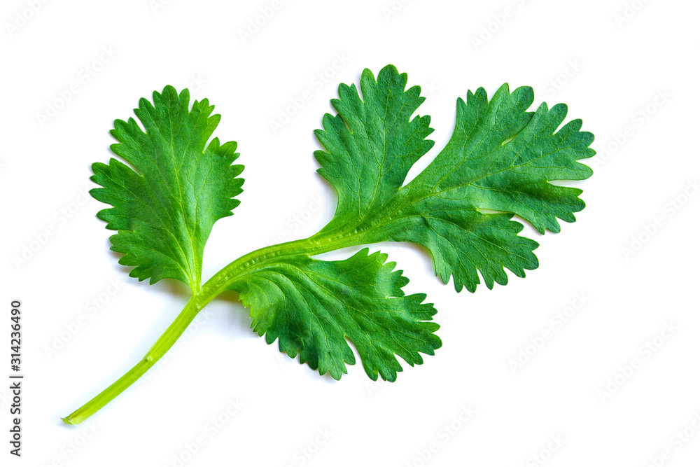 Coriander leaves isolated on a white background, are a popular vegetable for cooking. Coriander leaves isolated on a white background, are a popular vegetable for cooking.