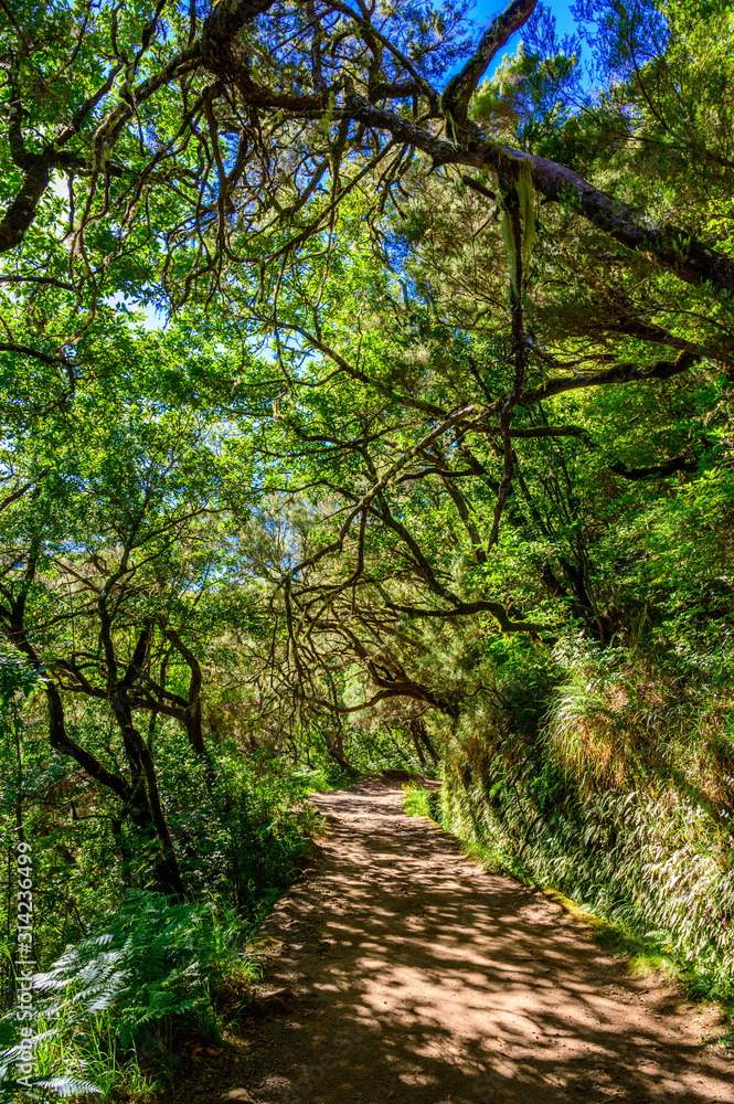 Hiking Levada trail 25 Fontes in Laurel forest - Path to the famous Twenty-Five Fountains in beautiful landscape scenery -  Madeira Island, Portugal