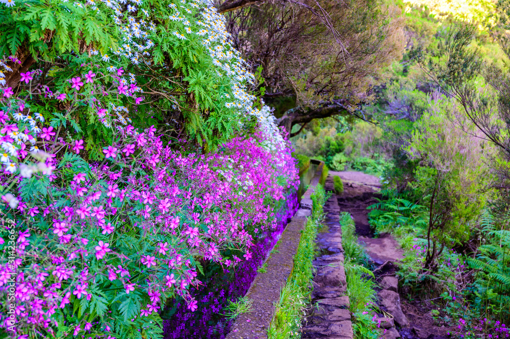 Hiking Levada trail 25 Fontes in Laurel forest - Path to the famous Twenty-Five Fountains in beautiful landscape scenery - Madeira Island, Portugal Hiking Levada trail 25 Fontes in Laurel forest - Path to the famous Twenty-Five Fountains in beautiful landscape scenery - Madeira Island, Portugal