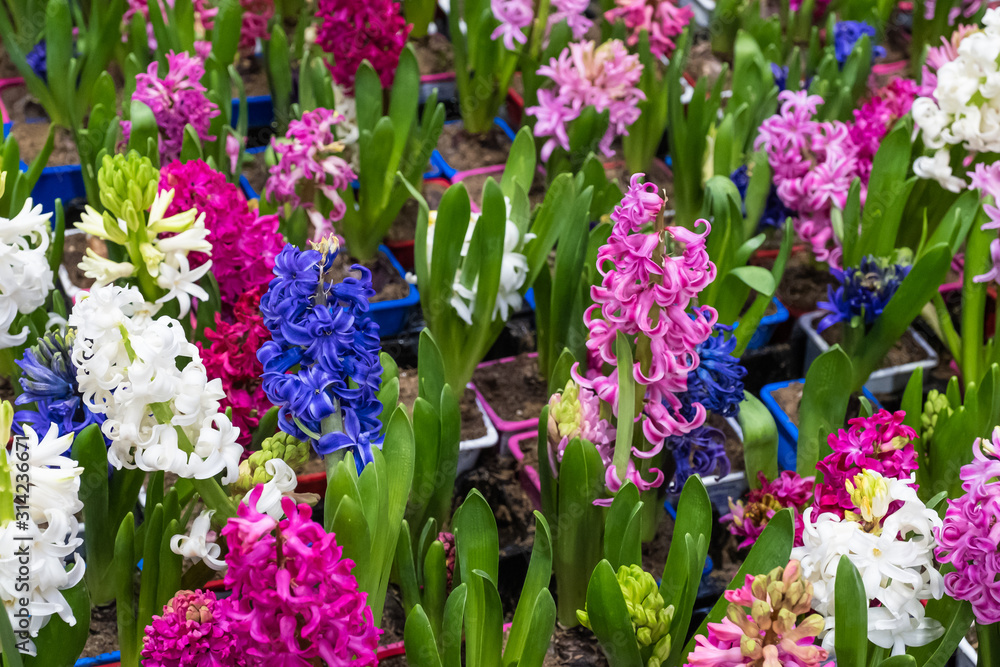 Blooming blue hyacinths. Houseplants are in a flower shop. Blooming blue hyacinths. Houseplants are in a flower shop.
