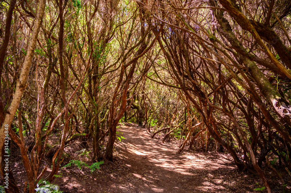 Hiking Levada trail 25 Fontes in Laurel forest - Path to the famous Twenty-Five Fountains in beautiful landscape scenery - Madeira Island, Portugal Hiking Levada trail 25 Fontes in Laurel forest - Path to the famous Twenty-Five Fountains in beautiful landscape scenery - Madeira Island, Portugal