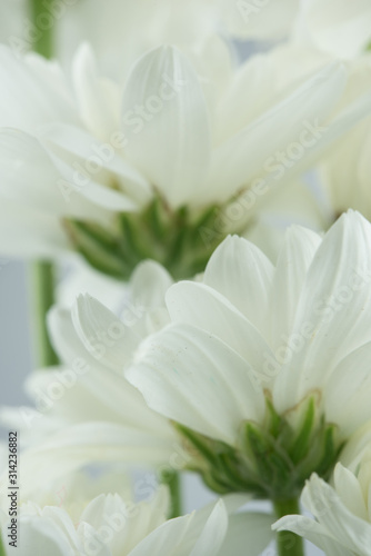 Fototapeta Naklejka Na Ścianę i Meble -  white flower background
