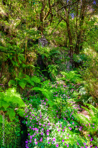 Hiking Levada trail 25 Fontes in Laurel forest - Path to the famous Twenty-Five Fountains in beautiful landscape scenery - Madeira Island, Portugal