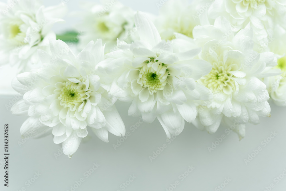 white flower background white flower background