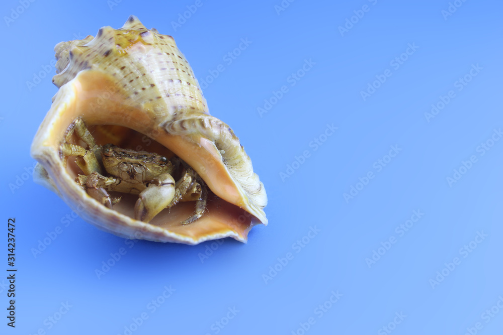 wallpaper. Blue backgrond. A friendly little hermit crab in a shell looks at you wallpaper. Blue backgrond. A friendly little hermit crab in a shell looks at you