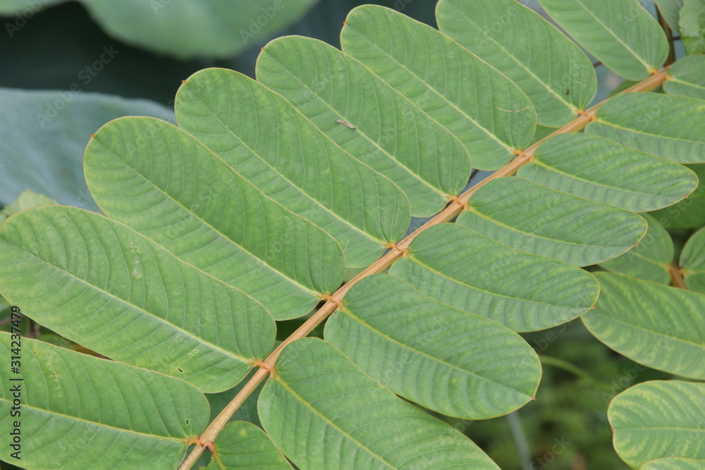Green leaves with vein detail of Acapulo on branch in another name is