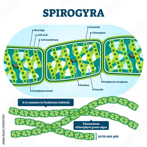 Spirogyra vector illustration. Labeled educational green algae structure.