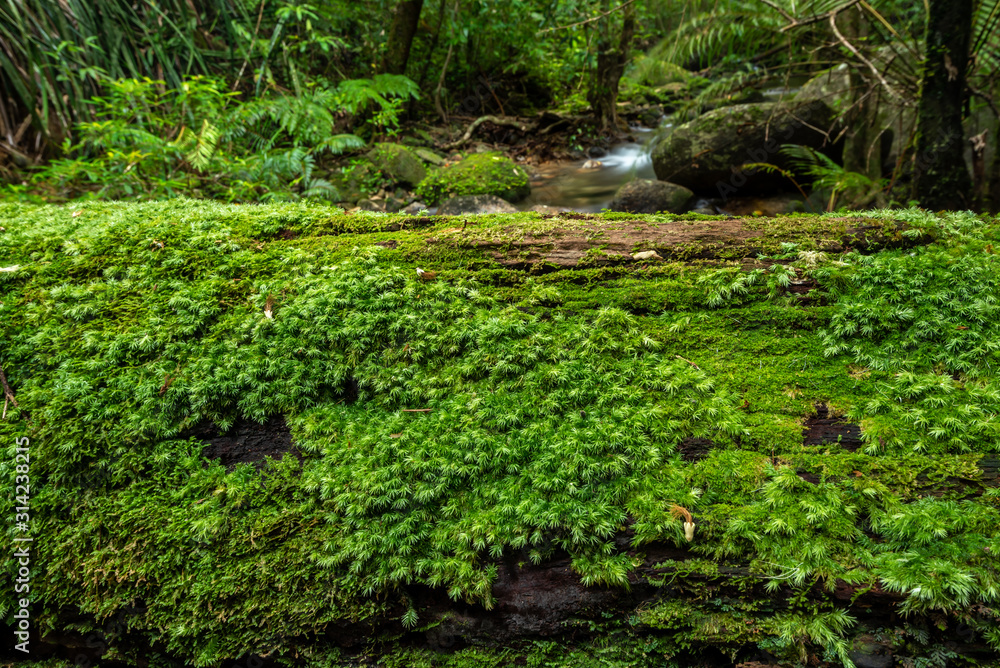 The log covered with moss in the forest The log covered with moss in the forest