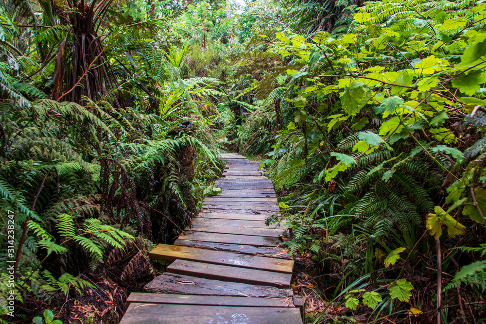Fototapeta premium Luxuriant nature in the jungle with beautiful wood way