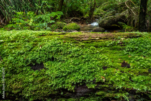 The log covered with moss in the forest