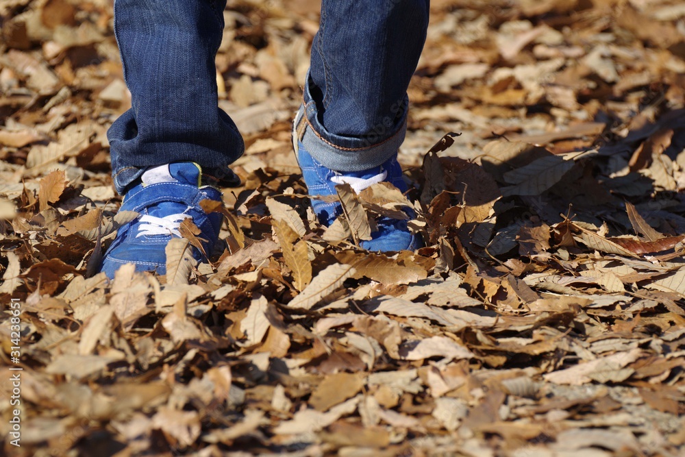 Obraz premium 落ち葉の中を歩く