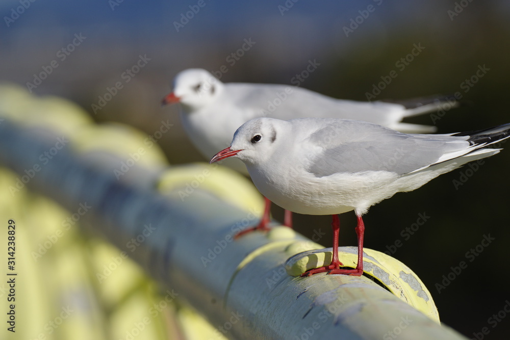 Obraz premium 橋げたで休むカモメ