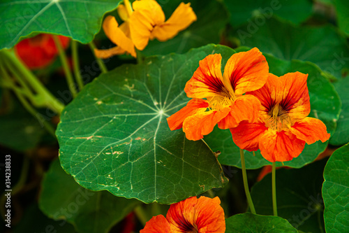 Close up beautiful fresh orange Nasturtium flowers with green background.