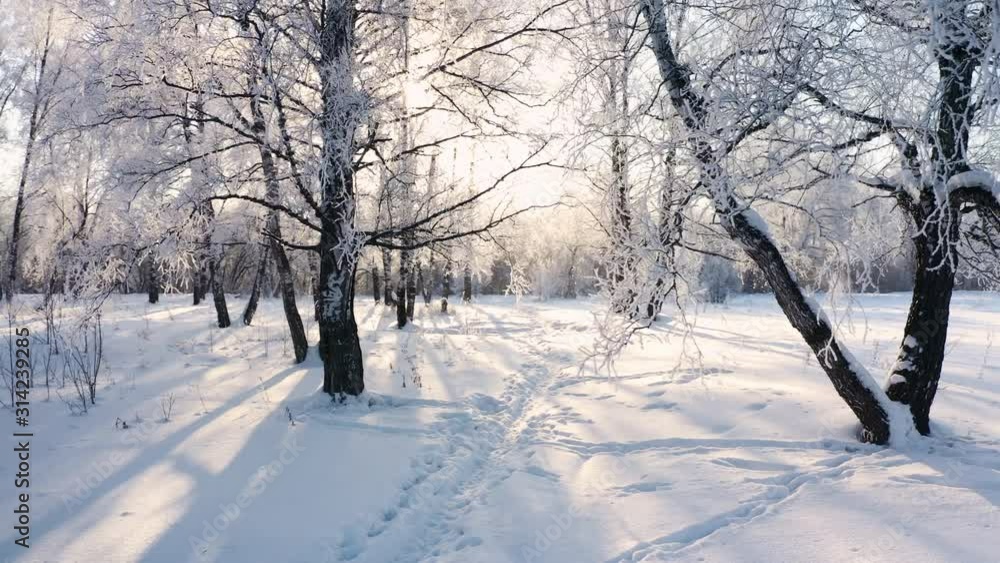 Winter snowy forest with sun rays passing through tree branches and falling snowflakes Winter snowy forest with sun rays passing through tree branches and falling snowflakes