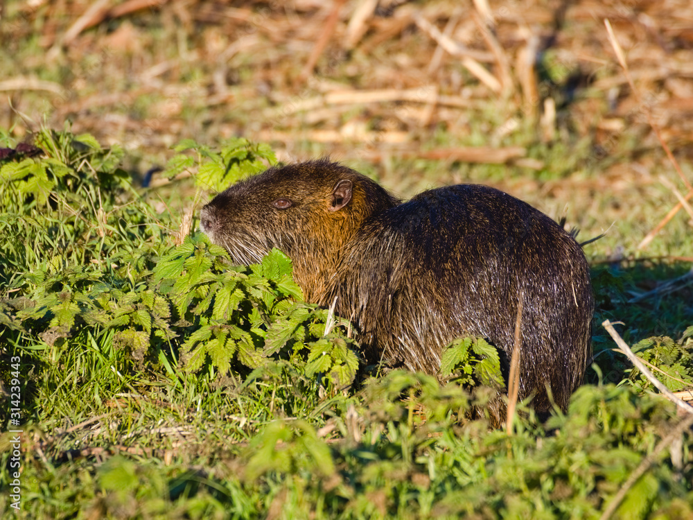 Coypu or Nutria (Myocastor coypus): a large, herbivorous, semiaquatic rodent with brown fur feeding near a river in the Italian plain. Its destructive burrowing and feeding habits often bring it int Coypu or Nutria (Myocastor coypus): a large, herbivorous, semiaquatic rodent with brown fur feeding near a river in the Italian plain. Its destructive burrowing and feeding habits often bring it int
