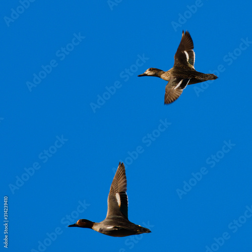 The Eurasian teal, common teal, or Eurasian green-winged teal (Anas crecca) wintering in Italy. This highly gregarious small dabbling duck breeds in Central Europe and migrates in the Mediterranean photo