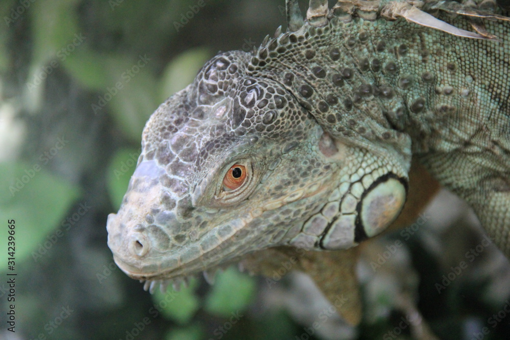 Fototapeta premium 目付きの鋭いグリーンイグアナの顔